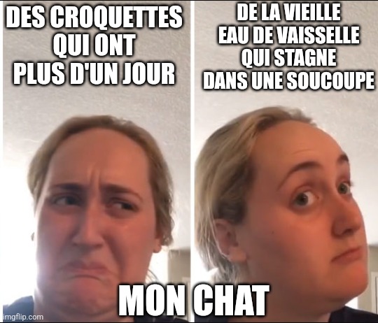 kombucha girl meme «des croquettes de deux jours vs de l'eau de vaisselle stagnante»/>
<img src=